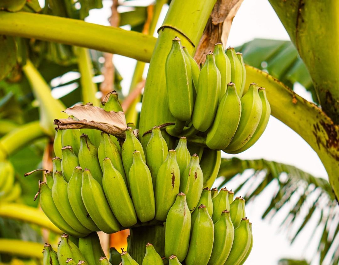 Banana Ketchup The Origin Story